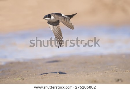 House martin, Delichon urbica, flying with mud in beak for nest building