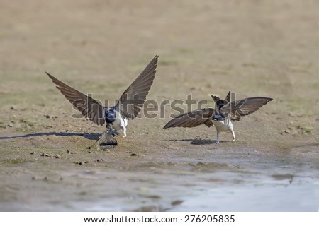 Two House martin, Delichon urbica, flying