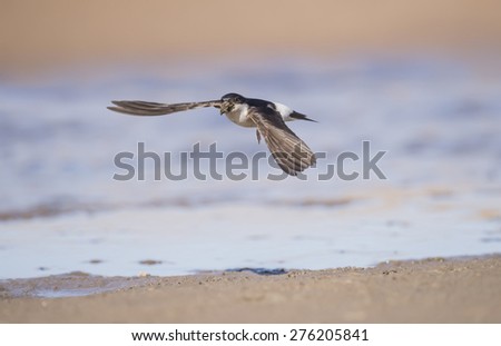 House martin, Delichon urbica, flying with mud for nest building