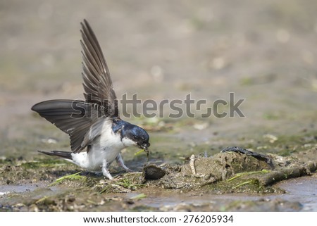 House martin, Delichon urbica, collecting mud for nest building