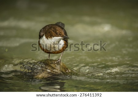 Dipper on a rock in the middle of a stream