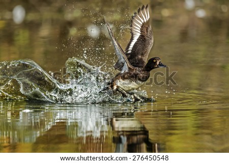 Tufted duck , Aythya fuligula, flying from a pond