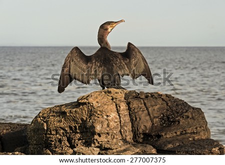 Cormorant ,Phalacrocorax carbo, perched on a rock drying its wings