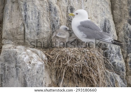 Kittiwake, Rissa, standing on its nest on the cliff edge with two babies