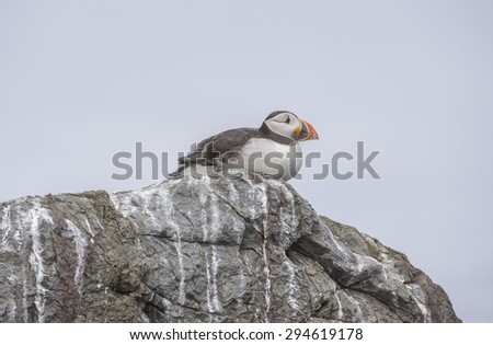 Puffin, Fratercula arctica, sitting on the cliff edge