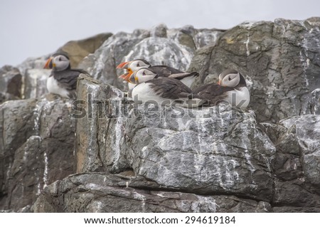 Puffins, Fratercula arctica, sitting on some rocks at the cliff edge