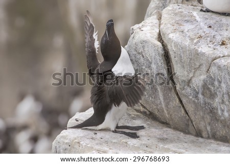 Razorbill, Alca torda, standing on a rock with open wings