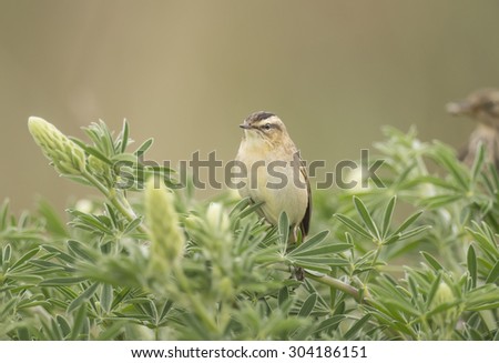 Sedge warbler perched in a tree