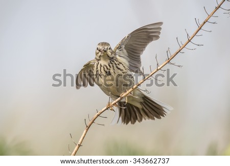 Meadow pipit perched on a twig with bugs in its beak about to fly, close-up