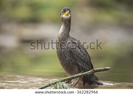 Cormorant sitting at the top of a waterfall on a river