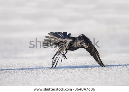 Crow, flying across ice with a beak full of bread
