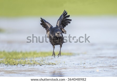 Crow, Corvus corone, flying over ice