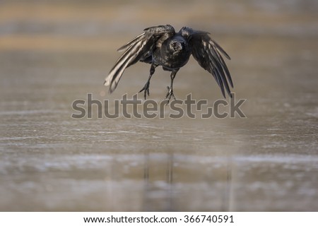 Crow, Corvus corone, flying from the ice