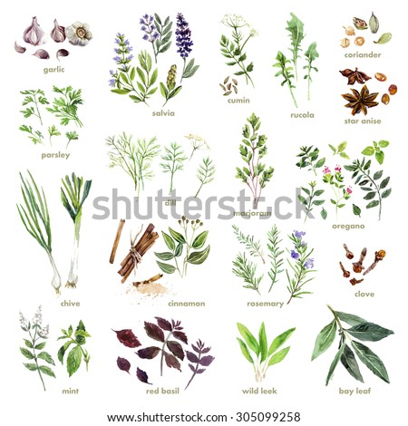 Collection of watercolor hand drawn herbs on white background. Good for book illustration, magazine or journal article.