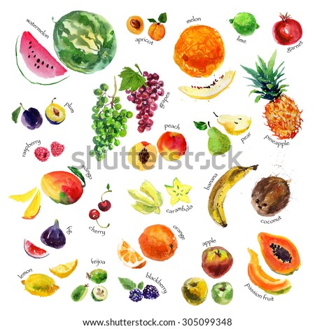 Collection of watercolor hand drawn fruits and berries on white background. Good for book illustration, magazine or journal article.