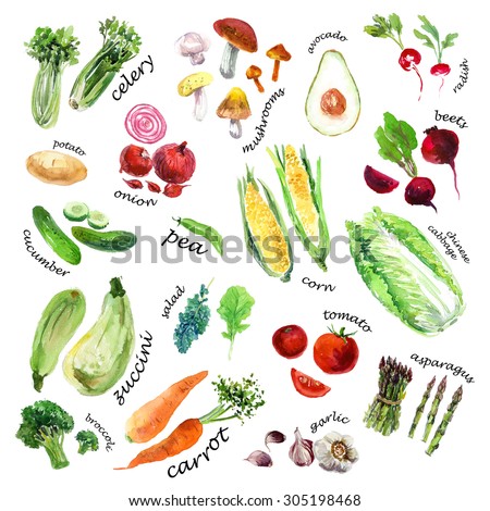 Collection of watercolor hand drawn vegetables on white background. Good for book illustration, magazine or journal article.