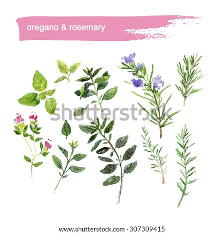 Watercolor illustration of fresh bright colored hand drawn herbs on white background. Good for recipe book illustration, magazine or journal article.