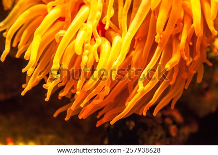 Anemone with tentacles.  Orange under sea plant.