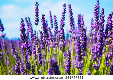 Lavender flower close up in a field in Provence France against a blue sky background.