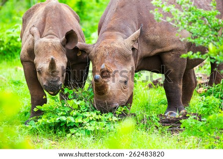 Mother and baby Rhino calf grazing in green grass vegetation.