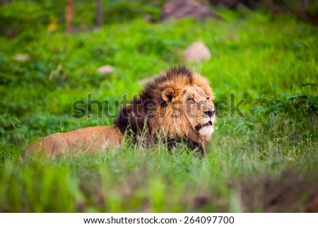 Male lion lying down in green grass.  Zimbabwe Africa.