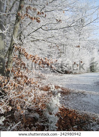 Brown leaves coated with frost in a winter landscape, Germany.