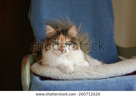 Beautiful, fluffy, happy cat with green eyes, relaxing on a blue chair.