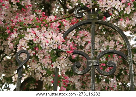 Graceful branches of crab apple blossoms by wrought iron fence.