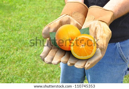 A farmer person has gloves on and is holding fresh cut oranges on a green grass background. use it for a produce or agriculture concept.