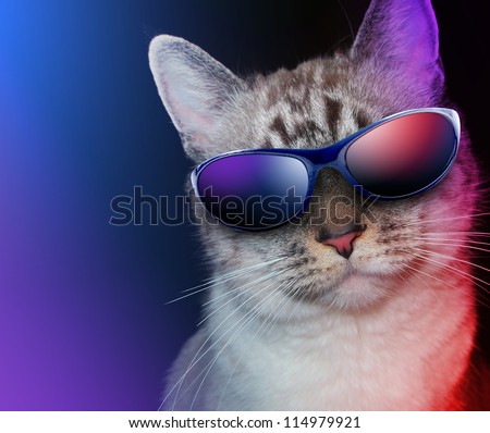 A white cat is wearing sunglasses on a black background with party lights around the feline.