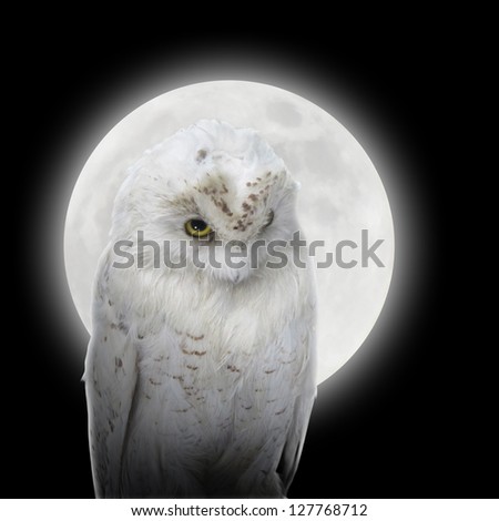 A white owl bird is against a bright glowing moon on a black isolated background for a predator or nature concept.