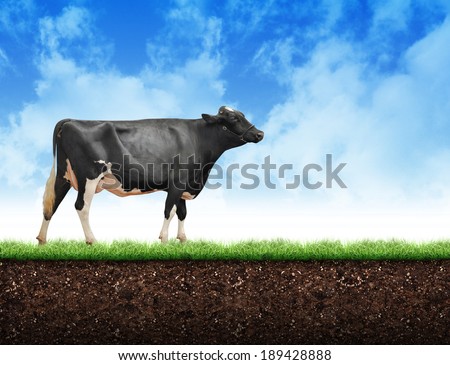 A black and white farm cow is walking on green grass with soil below and clouds above it with copyspace. Use it for a dairy or agriculture concept.