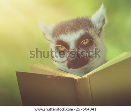 A lemur animal with glasses is reading a book in the woods for an education or school concept.
