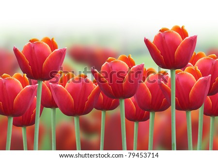 stock photo A bright red tulip flower background with a fade to white on 