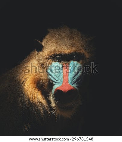A wild mandrill mammal is isolated on a black background for a endangered or species concept about animals.