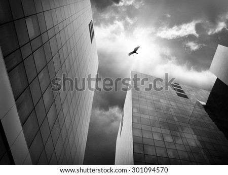 A bird is flying with big wings high above city buildings in black and white for a freedom or escape concept.