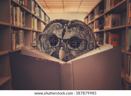 An owl bird is wearing eye glasses and reading a library book for an education, creativity or learning concept.