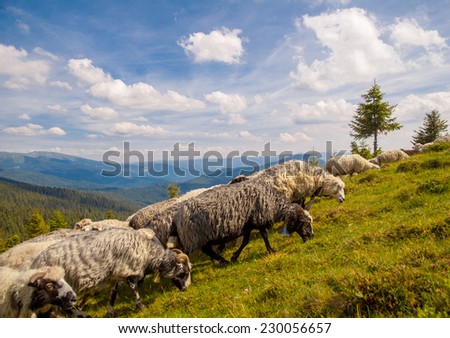 herd of sheeps on the mountain hill, Carpathian, Ukraine.