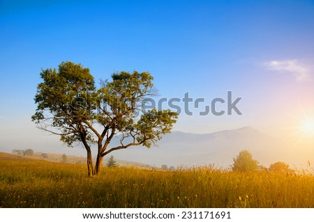 Magic tree in the early morning, Carpathian, Ukraine, Europe.