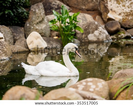 White swan floating in a pond reflected in water