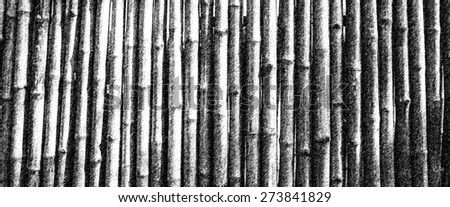 Bamboo fence background, black and white drawing style