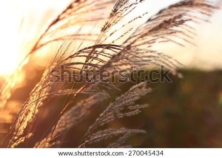 Summer grass with sunset in the background