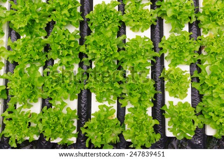 Hydroponics method of growing plants using mineral nutrient solutions, in water, without soil. Close up planting hand Hydroponics plant