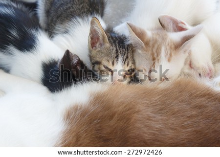 Small kitten sleeps after eating on its mom