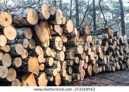 wood logs (birch-tree) background. Stack of cut tree logs, selective focus.