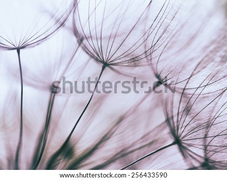Vintage effect - Purple abstract dandelion flower background, extreme closeup with soft focus, beautiful nature details