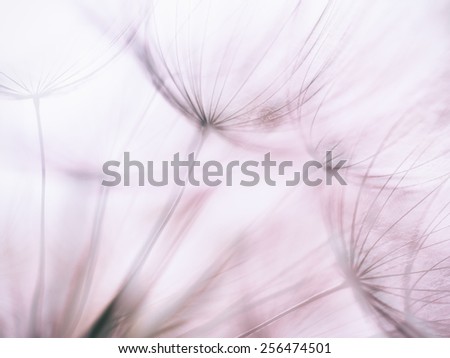 Pastel background - Vintage Purple abstract dandelion flower -  extreme closeup with soft focus, beautiful nature details