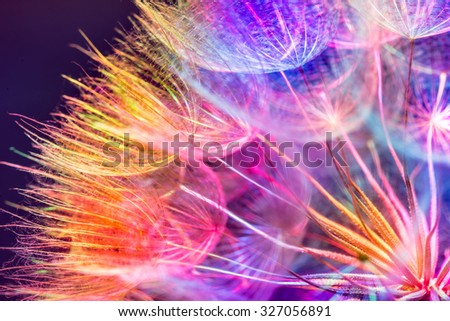 Colorful pastel background - Vivid color abstract dandelion flower - extreme closeup with soft focus, beautiful nature details