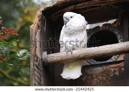an umbrella cockatoo at desford bird gardens england
