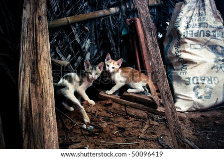 Two homeless afraid cats on a backyard.
